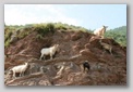 toscana : capre