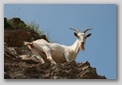 toscana : foto di capre